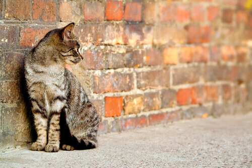 adotar gatos de rua